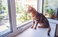 A Beautiful Spotted Pure Bengali Cat Breed Sits On The Windowsill Against The Background Of An Open Window In The Apartment, Taking Care Of Pets
