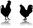 rooster and chicken silhouettes - vector