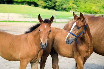 Two foals on the meadow in summer