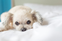 Dog Sleep Lies On Bed In Bedroom At Home Or Hotel