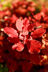 Wall Mural - Bright red leafe in sun light in chisinau park