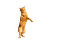 Ginger Pensive Cat Standing On Its Hind Legs Isolated On A White Background.