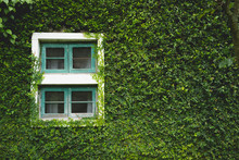 Windows Of House Covered By Natural Green Ivy Leaves