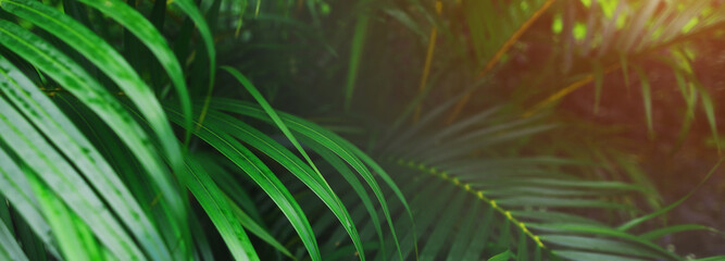 Fototapete - Website header and banner of tropical palm leaves and sunshine. Concept of blog heading, tropical theme, summer blog header. flora and plants.
