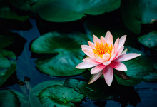 A Beautiful Lotus Flower Is Complimented By The Rich Colors Of The Deep Blue Water Surface.Nature Background.