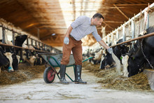 Full Length Portrait Of Modern Farm Worker  Giving Mineral Supplements To Livestock In Cow Shed, Copy Space