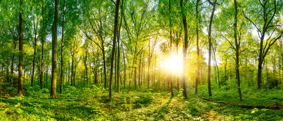 Poster - Beautiful forest panorama with bright sun shining through the trees