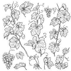 Wall Mural - Hand Drawn Grape Branches  Set