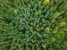 Arial Veiw Of Green Forest. Drone Shot