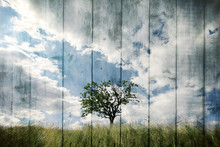 Single Tree On Imaginative Meadow Landscape With Wooden Boards Texture Background. Retro Color Tone Effect Used.