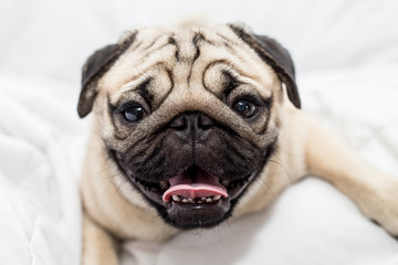 Wall Mural - Cute pug dog breed lying on white bed and blanket in bedroom making funny face and feeling so happiness after wake up in the morning