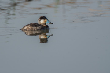 Wall Mural - Swimming blue-billed duck in water