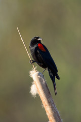 Wall Mural - Closeup of red-winged blackboard on cattail