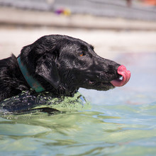 Labrador Dog Swimming In Ocean, United States