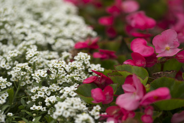 Wall Mural - Small flowers as a background