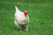 funny white chicken walks freely on green juicy grass in the backyard of the farm and looks for food