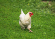  white chicken walks freely on green juicy grass in the backyard of the farm and looks for food