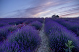 Fototapeta Kwiaty - lavender fields provence