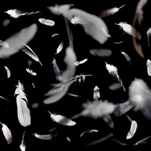 Abstract Pattern Of Falling Feathers On A Black Background.