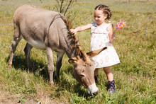 Little Girl With A Donkey Is Resting  On A Farm In The Summer