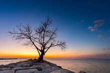 Dry Or Dead Single Tree On Rock Pier In Ocean With Sea Water At Sunset Time