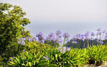 Flowers Agapanthus On The Background Of The Ocean