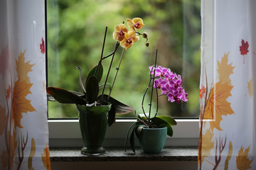 Wall Mural - Beautiful purple orchid flowers