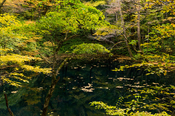 Wall Mural - autumn lake and forest