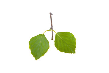 Wall Mural - birch leaves isolated on white background