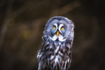 Fototapete - Great Grey Owl