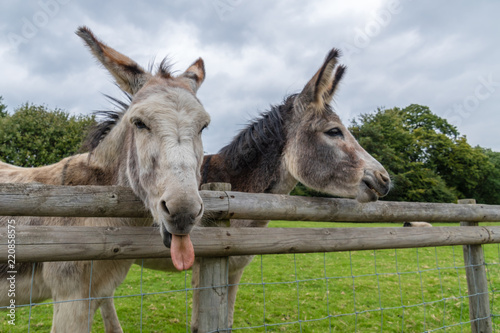 Fotografía Donkey's Pulling Funny Faces