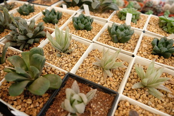 Wall Mural - Various type of Haworthia succulents in square white pots and natural lighting