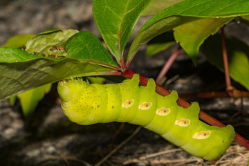 Wall Mural - Pandora Sphinx Moth Caterpillar (Eumorpha pandorus)