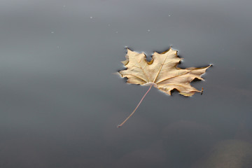 Yellow maple leaf fallen on water.