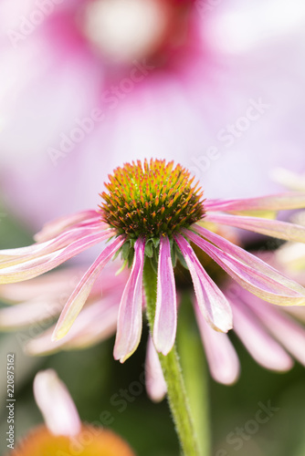 Fotografie, Obraz Macro of Double Decker Cone Flower (Echinacea) in Beautiful Light