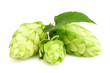 Branc hop with leaves isolated.