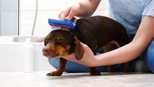 Woman Combing Her Little Daschund Dog After A Bath. Female Taking Care Of Animal