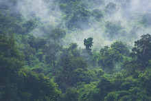 Deep Tropical Forest, Canopy Tree And Fog