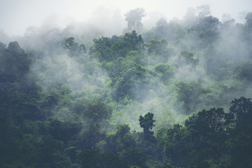 Wall Mural - the nature view of tropical forest, vintage filter image