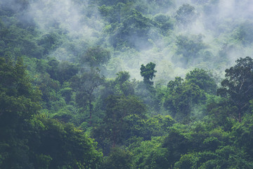 Wall Mural - deep tropical forest, canopy tree and fog