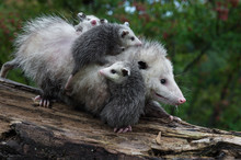 Opossum Joeys (Didelphimorphia) Cling To Mother