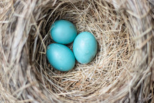 Three Beautiful Blue Robin Bird Eggs Resting In A Nest