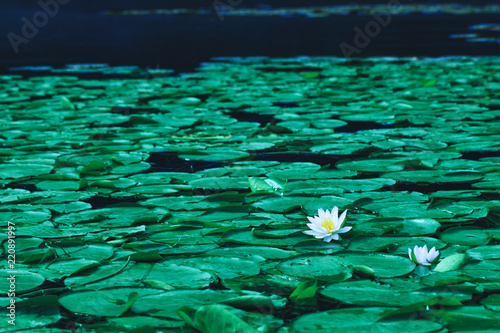Pond With Water Lily Flowers Or White Lotus In Blooming Season Beautiful White Flower With Green Leaf On Lake Surface Waterlilies Floating On A River Landscape Stock Photo Adobe Stock Pond With Water Lily Flowers Or White Lotus In Blooming Season Beautiful White Flower With Green Leaf On Lake Surface Waterlilies Floating On A River Landscape Stock Photo Adobe Stock
