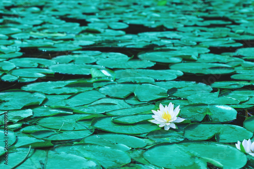 Water Lily Flowers Blossoms Or White Lotus Blooming On Pond Beautiful White Flower With Green Leaf On Lake Surface Waterlilies Floating On A River Landscape Stock Photo Adobe Stock Water Lily Flowers Blossoms Or White Lotus Blooming On Pond Beautiful White Flower With Green Leaf On Lake Surface Waterlilies Floating On A River Landscape Stock Photo Adobe Stock