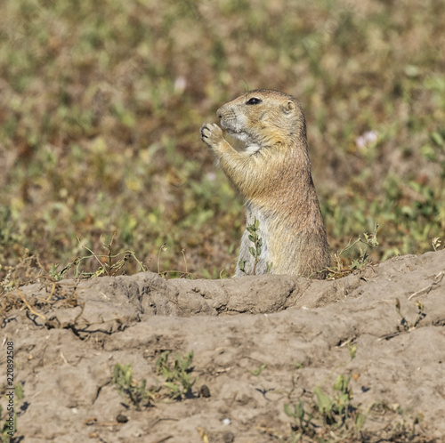 Fotografie, Obraz Feeding Black-tailed prairie dog (Cynomys ludovicianus)
