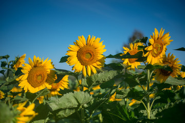  Isolated blooming sunflowers under the early morning sun