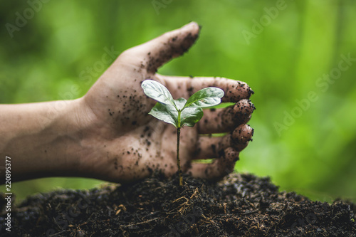 Cuadros en Lienzo Plant coffee tree Growing Coffee,hand Watering