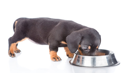 Aufkleber - dachshund puppy eating food from dish.  isolated on white background