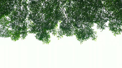 Close-up leaves of Ivory Coast Almond tree on white background, ant eye view.
