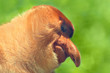 Proboscis monkey, close-up